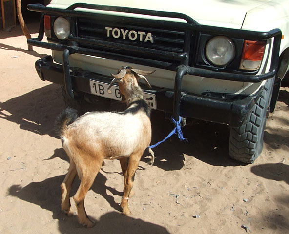 GoatTied2Bumper