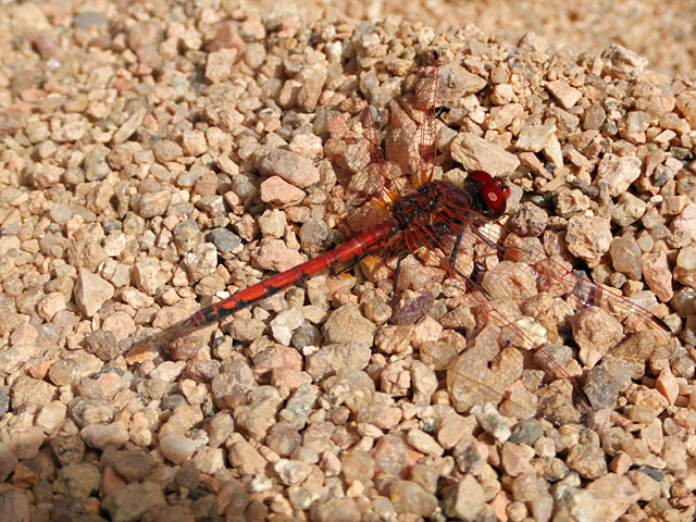 TimiaDragonfly