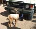 GoatTied2Bumper