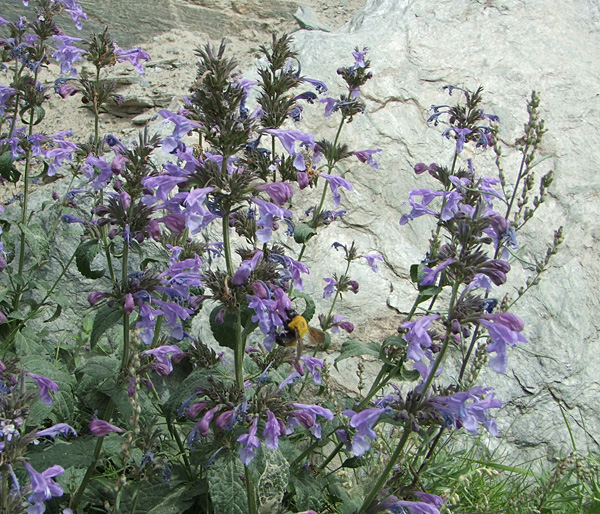 FlowersNBees