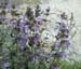 FlowersNBees
